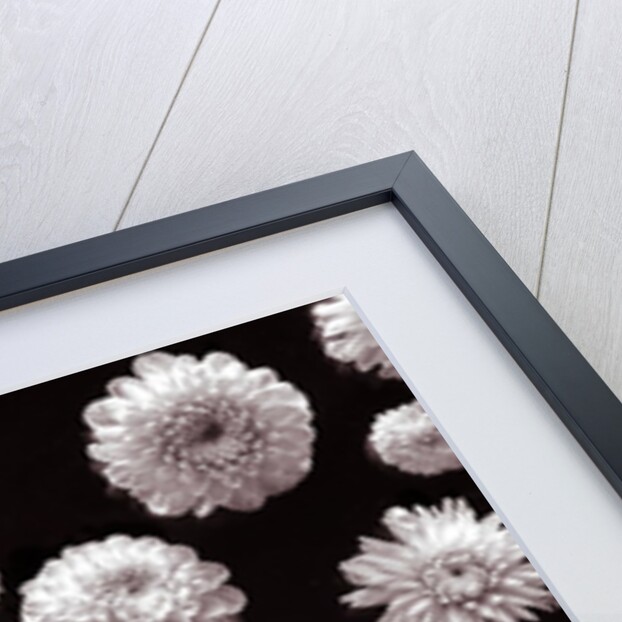 Dahlia Flowers by Assaf Frank